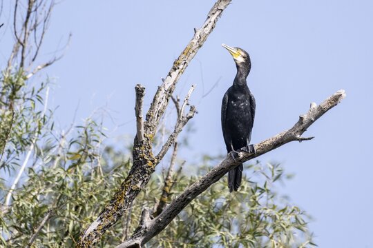 Great cormorant (Phalacrocorax carbo), Danube Delta, Romania