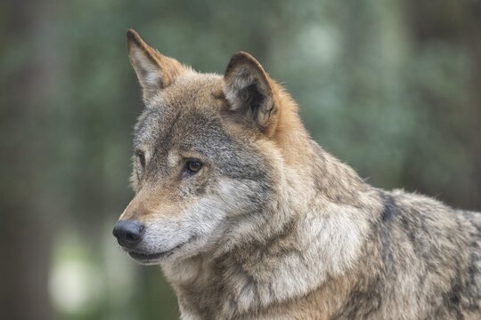 European gray wolf (Canis lupus), captive, close-up, Highland Wildlife Park, Kincraig, Kingussie, Scotland, United Kingdom