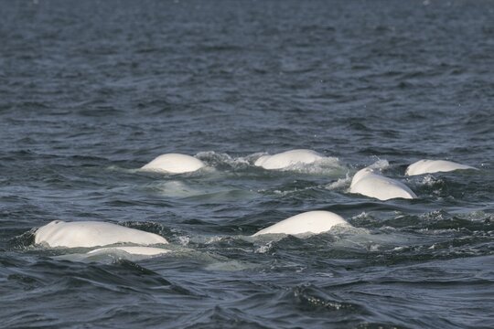 Group of belugas, beluga whales (Delphinapterus leucas), Kapp Wijk, Spitsbergen, Svalbard, Norway