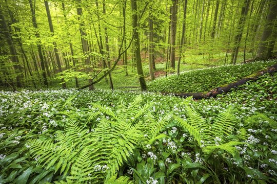 Blooming ramson (Allium ursinum), beech forest, Sihlwald near Zurich, Canton Zurich, Switzerland