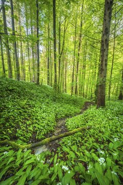 Blooming ramson (Allium ursinum), beech forest, Sihlwald near Zurich, Canton Zurich, Switzerland