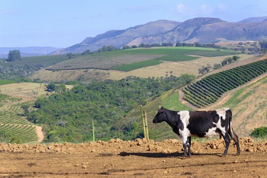 Milk Cows in the Serra da Canastra, Sao Roque das Minas, Minas Gerais state, Brazil