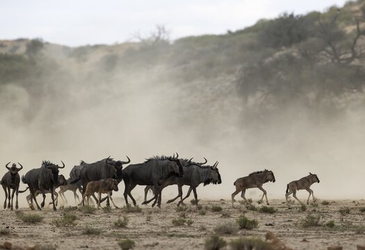 Blue Wildebeest (Connochaetes taurinus) . Small herd with calves rushing towards a waterhole. Kalahari Desert, Kgalagadi Transfrontier Park, South Africa