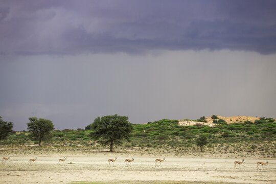 Springbok (Antidorcas marsupialis) . Roaming in the dry bed of the Nossob river. With an approaching thunderstorm during the rainy season. Kalahari Desert, Kgalagadi Transfrontier Park, South Africa