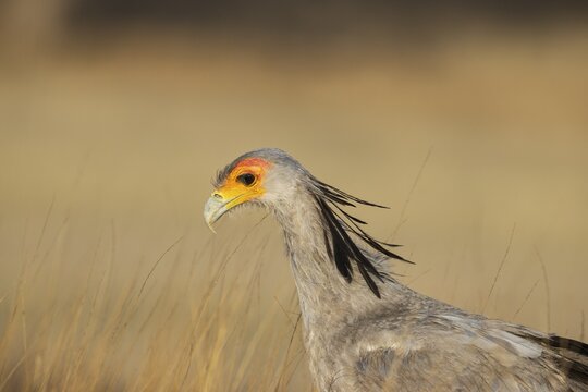Secretary Bird (Sagittarius serpentarius) . Kalahari Desert, Kgalagadi Transfrontier Park, South Africa
