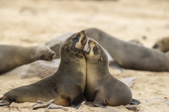 Cape Fur Seal (Arctocephalus pusillus) . Two young quarrelling. Cape Cross Seal Reserve, Skeleton Coast, Dorob National Park, Namibia