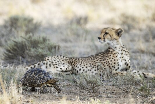 Leopard Tortoise (Stigmochelys pardalis) . Frightened and quickly rushing past a resting female cheetah (Acinonyx jubatus) which does not show any interest at all in the little chelonian. Kalahari Desert, Kgalagadi Transfrontier Park, South Africa