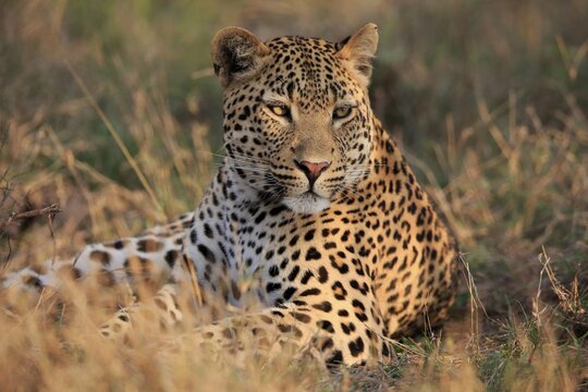 Leopard (Panthera pardus), adult, portrait, lying, on ground, Sabi Sand Game Reserve, Kruger National Park, South Africa