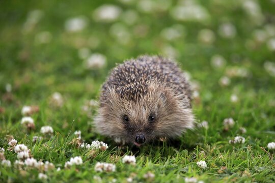 European hedgehog (Erinaceus europaeus), adult, daytime, meadow, foraging, Surrey, England, Great Britain