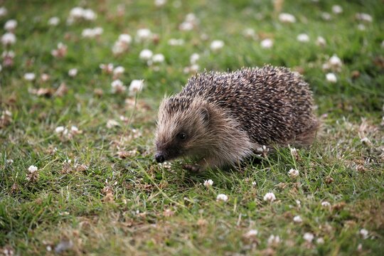 European hedgehog (Erinaceus europaeus), adult, daytime, meadow, running, foraging, Surrey, England, Great Britain