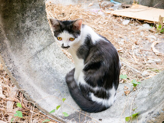 Cute Black and White Cat Side Profile Portrait in Garden Outdoor Setting © Tavan