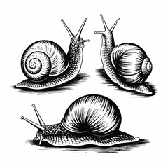 Vintage Snail Engraving Set &ndash; Detailed Hand‑Drawn Gastropod Illustrations