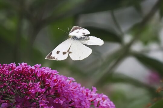 Cabbage butterfly (Pieris brassicae), flying, approaching flower of butterfly-bush (Buddleja davidii), Hesse, Germany