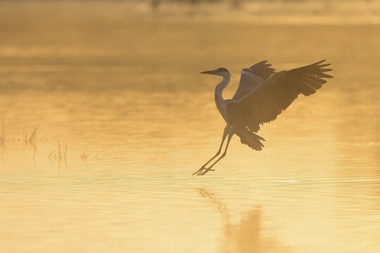 Grey heron (Ardea cinerea) in front of landing in the water, foggy atmosphere, Hesse, Germany