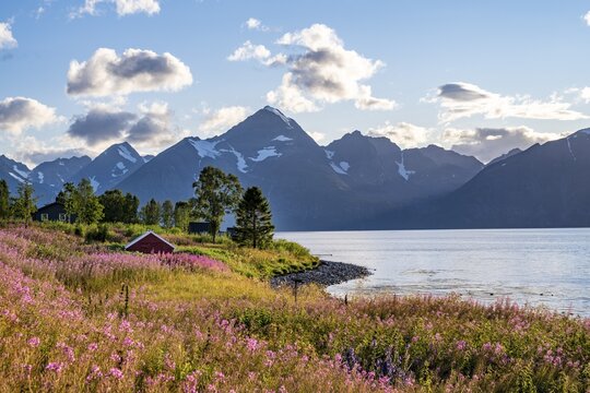 Flower field on the coast of the Lyngenfjord, blooming sally (Epilobium angustifolium), Fjord with mountains, Lyngen Alps, Lyngen, Troms og Finnmark, Norway