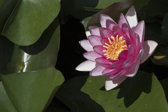Water lily (Nymphaea), Emsland, Lower Saxony, Germany