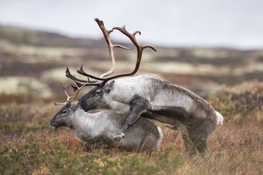 Wild mountain reindeer (Rangifer tarandus tarandus), reindeer, mating, rutting, in autumn tundra, Forollhogna National Park, Norway