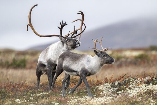 Wild mountain reindeer (Rangifer tarandus tarandus), reindeer, bull courting female, rutting, in autumn tundra, Forollhogna National Park, Norway