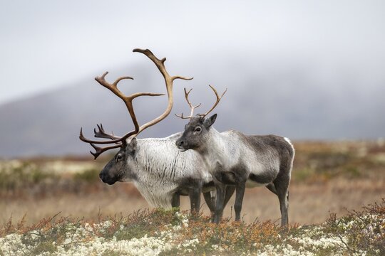 Wild mountain reindeer (Rangifer tarandus tarandus), reindeer, in autumn tundra, Forollhogna National Park, Norway