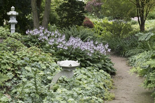 Stone lanterns in a perennial bed with hostas, geraniums and ferns (Mattheucia struthiopteris), Lower Saxony, Germany