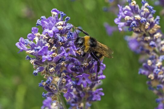 Bumblebees (Bombus) sitting on lavender (Lavandula angustifolia) flower, Baden-W&uuml;rttemberg, Germany