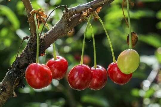 Sour cherry or sour cherry (Prunus cerasus), fruit, Baden-W&uuml;rttemberg, Germany
