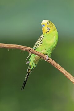 Budgie (Melopsittacus undulatus), adult, male, on standby, captive, Australia