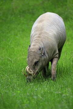 North sulawesi babirusa (Babyrousa celebensis), adult, male, foraging, captive, Sulawesi