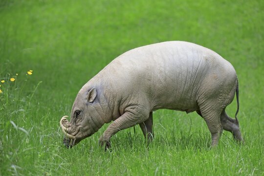North sulawesi babirusa (Babyrousa celebensis), adult, male, running, foraging, captive, Sulawesi