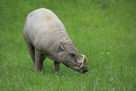 North sulawesi babirusa (Babyrousa celebensis), adult, male, foraging, captive, Sulawesi