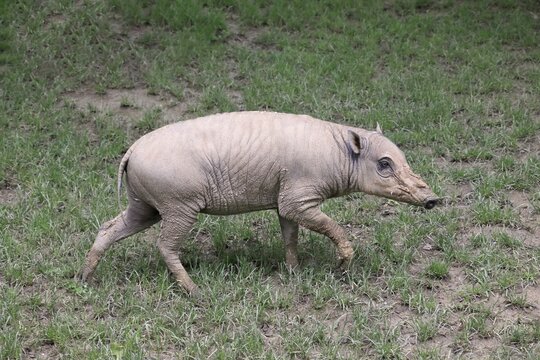 North sulawesi babirusa (Babyrousa celebensis), adult, juvenile, running, foraging, captive, Sulawesi