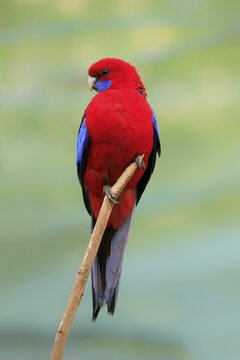 Crimson rosella (Platycercus elegans), adult, on standby, captive, Australia