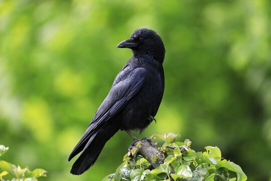 Carrion crow (Corvus corone), adult, alert, Rhineland-Palatinate, Germany
