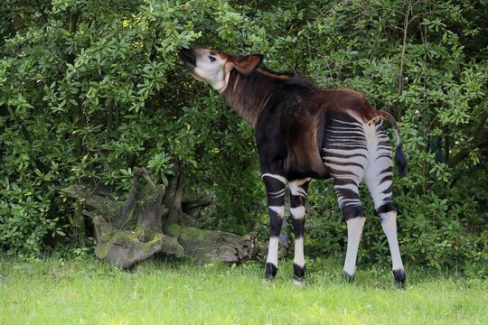 Okapi (Okapia johnstoni), adult, foraging, feeding, captive