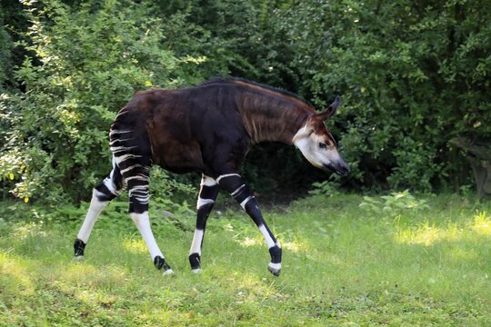 Okapi (Okapia johnstoni), adult, running, captive