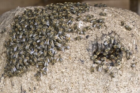 Honey bees (Apis) mellifera) at the beehive, Emsland, Lower Saxony, Germany