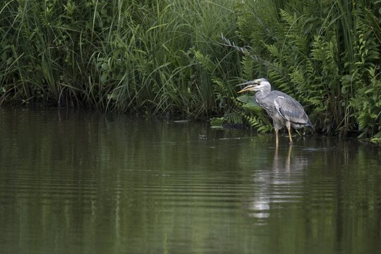 Grey heron (Ardea cinerea) with caught fish, Emsland, Lower Saxony, Germany