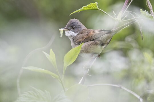 Common whitethroat (Sylvia communis), Emsland, Lower Saxony, Germany