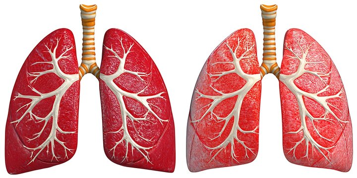 lungs with visible bronchioles isolated on white background respiratory system concept clean scientific mood high key lighting front perspective ultra sharp anatomy visualization, Realistic