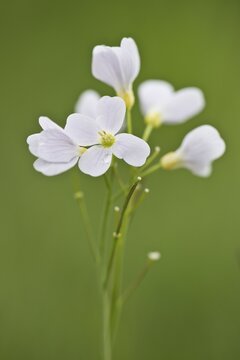 Cuckoo flower (Cardamine pratensis), Bremen, Germany