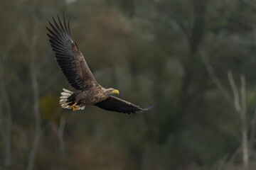 Obraz premium white tailed eagle (Haliaeetus albicilla) in flight. Oder delta in Poland, europe. Polish Eagle. National Bird Poland. 