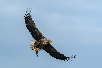 Fototapeta premium white tailed eagle (Haliaeetus albicilla) catch a fish. Oder delta in Poland, europe. Polish Eagle. National Bird Poland. 