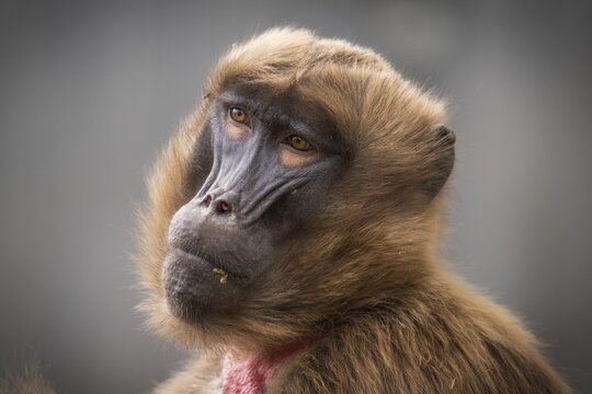 Portrait Djelada or gelada baboon (Theropithecus gelada), occurrence Ethiopia, captive, Germany