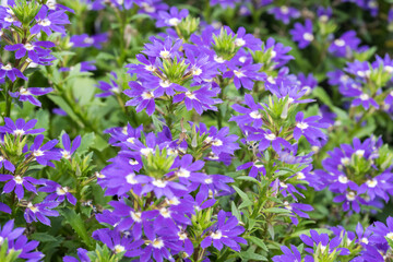 Obraz premium Beautiful fairy fan flowers.