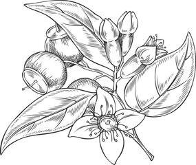 Naklejka premium Sandalwood tree branch with leaves, flowers and seeds sketch, vector engraved organic cosmetics and perfume ingredient