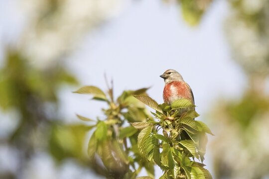 Linnet (Carduelis cannabina), standing on cherry tree branch, Hesse, Germany