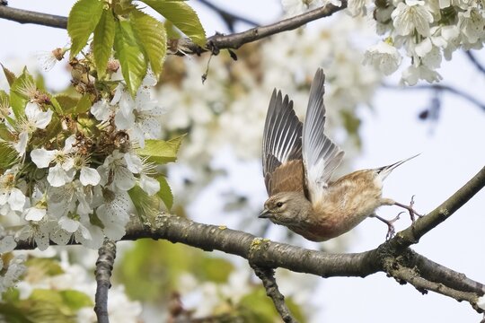 Linnet (Carduelis cannabina), taking off from a flowering cherry tree branch, Hesse, Germany