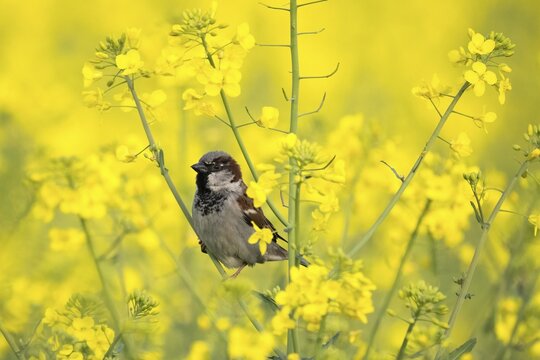 House sparrow (passer domesticus), sitting on rape blossom, Hesse, Germany
