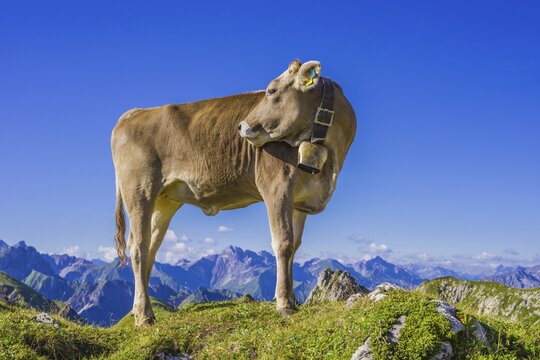 Young cattle, Allg&auml;uer Braunvieh, domestic cattle (Bos primigenius taurus), on an alpine meadow at the Nebelhorn, near Oberstdorf, Allg&auml;u Alps, Allg&auml;u, Bavaria, Germany