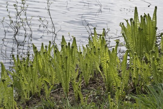 Ostrich fern (Matteuccia struthiopteris), Emsland, Lower Saxony, Germany